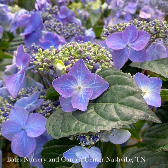 #1 Hydrangea mac Endless Summer 'Pop Star'/ Bigleaf/ Compact Mophead Repeat Blue or Pink