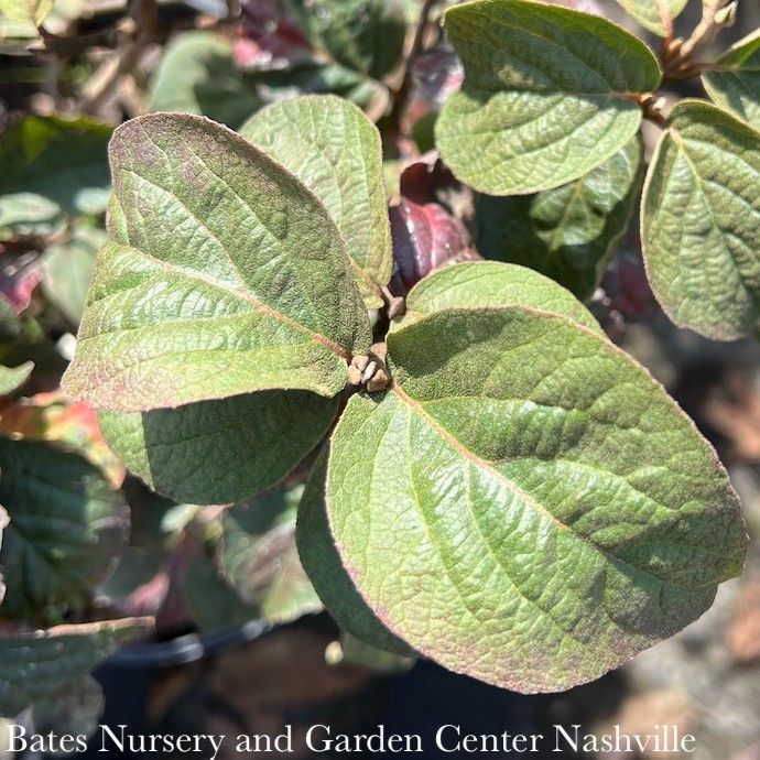 #3 Viburnum carl Spice Island/ Korean Spice