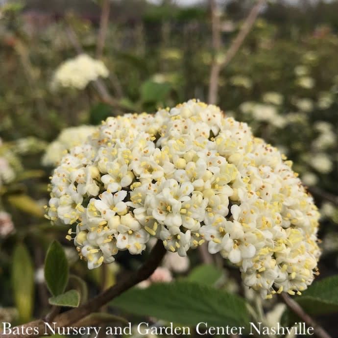 #3 Viburnum rhyt Allegheny/ Leatherleaf Evergreen