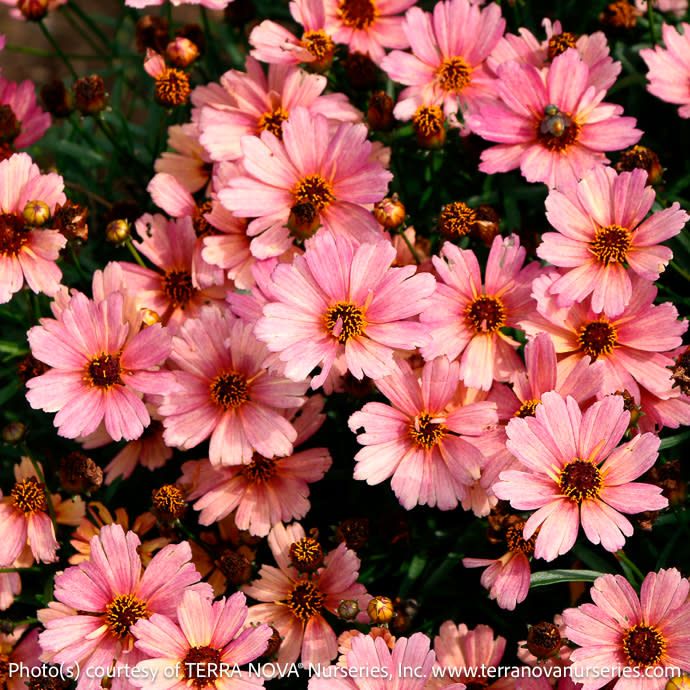 #1 Coreopsis vert Nova 'Sunstone'/ Peachy Pink Tickseed Native (TN)