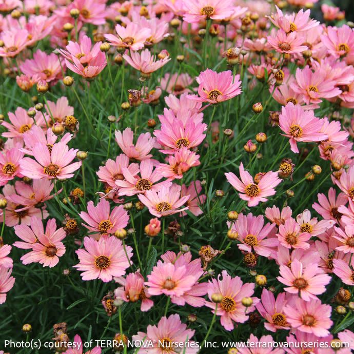 #1 Coreopsis vert Nova 'Sunstone'/ Peachy Pink Tickseed Native (TN)