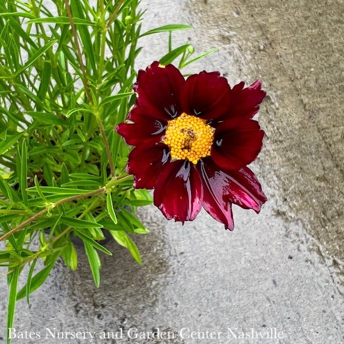 #1 Coreopsis x Big Bang 'Mercury Rising'/ Red Tickseed