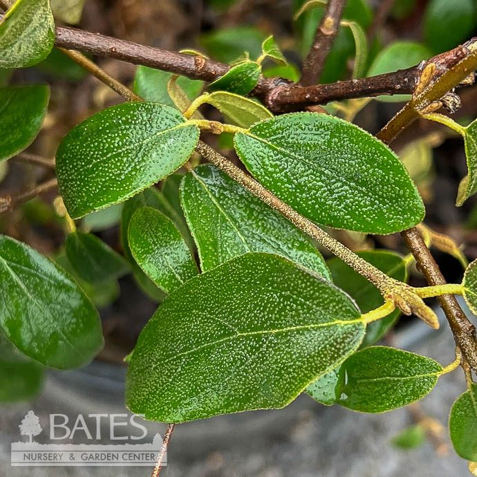 #7 Viburnum x burk Conoy/ Dwarf Evergreen