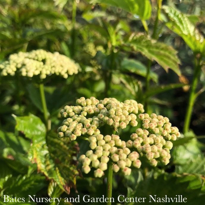 #7 Viburnum dent Blue Muffin/ Arrowwood Native (TN)