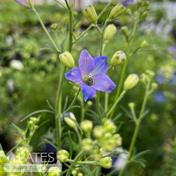 #1 Delphinium Diamonds Blue/ Dwarf Mounding Larkspur