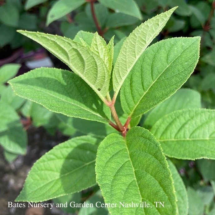 #7 Hydrangea pan Strawberry Sundae/ Compact Panicle White to Rosy-red