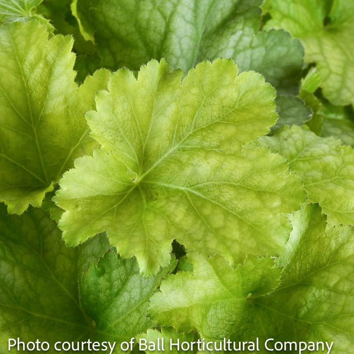 #1 Heuchera x Carnival Lime Zest/ Coral Bells