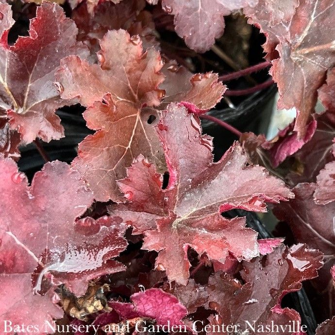 #1 Heuchera x Forever 'RED'/ Coral Bells