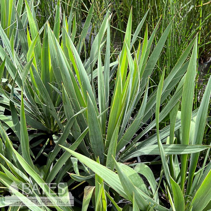 #5 Yucca filamentosa/ Adam's Needle Native (TN)