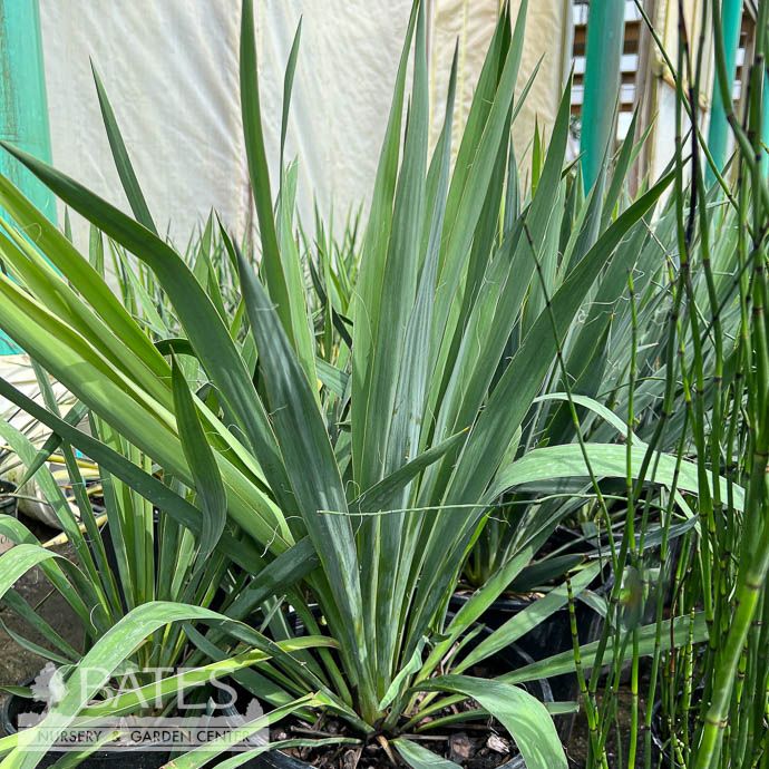 #5 Yucca filamentosa/ Adam's Needle Native (TN)
