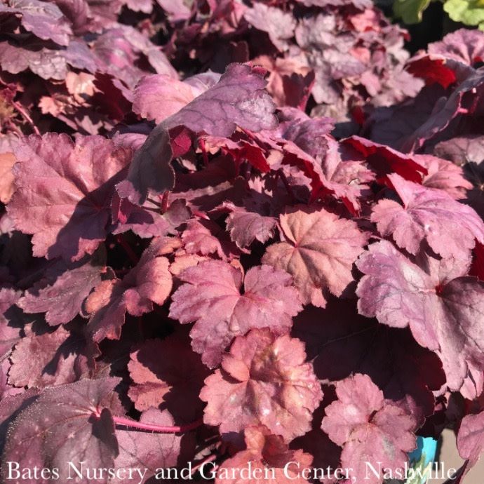 #1 Heuchera x Grape Soda/ Coral Bells