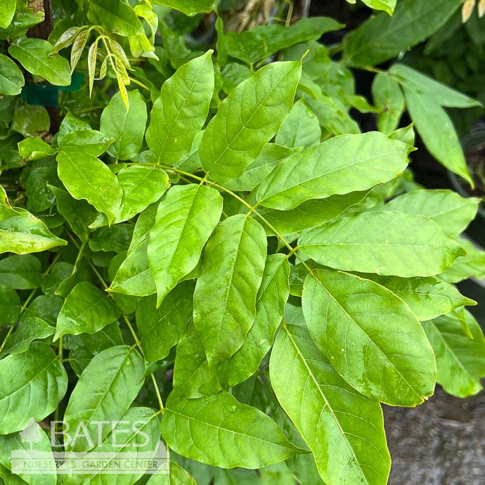 Topiary Trellis #5 Wisteria floribunda Lavender Falls/ Japanese