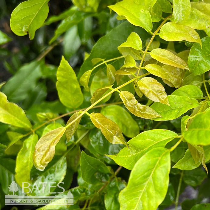 Topiary Trellis #5 Wisteria floribunda Lavender Falls/ Japanese
