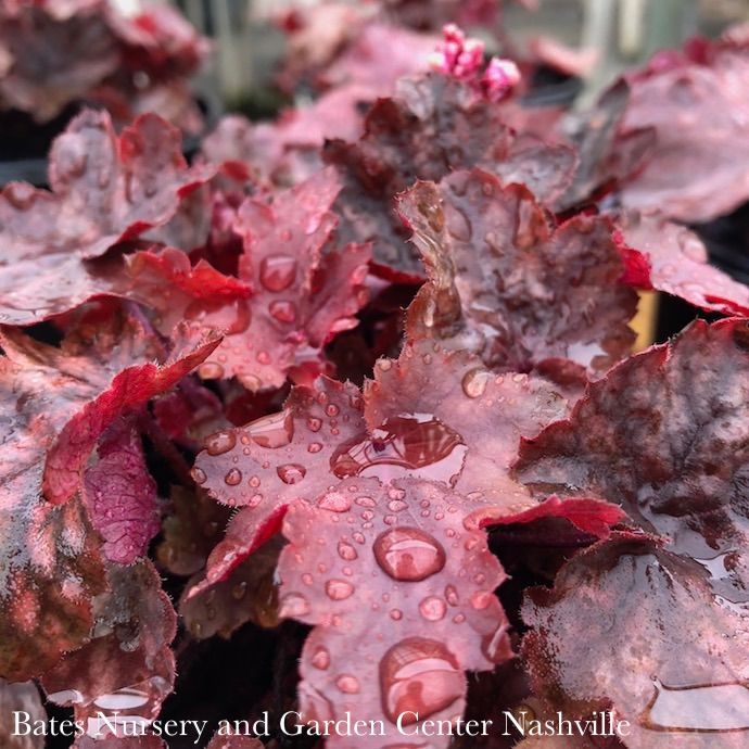 #1 Heuchera x Fire Chief/ Coral Bells