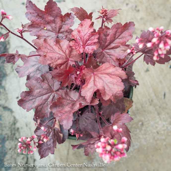 #1 Heuchera x Fire Chief/ Coral Bells