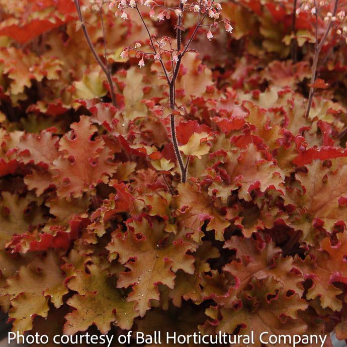 #1 Heuchera Indian Summer Orangeberry/ Coral Bells