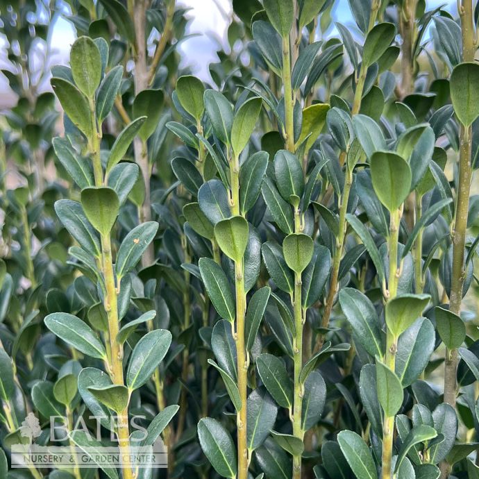 #3 Ilex cren FE Straight &amp; Narrow/ Japanese Holly (male)