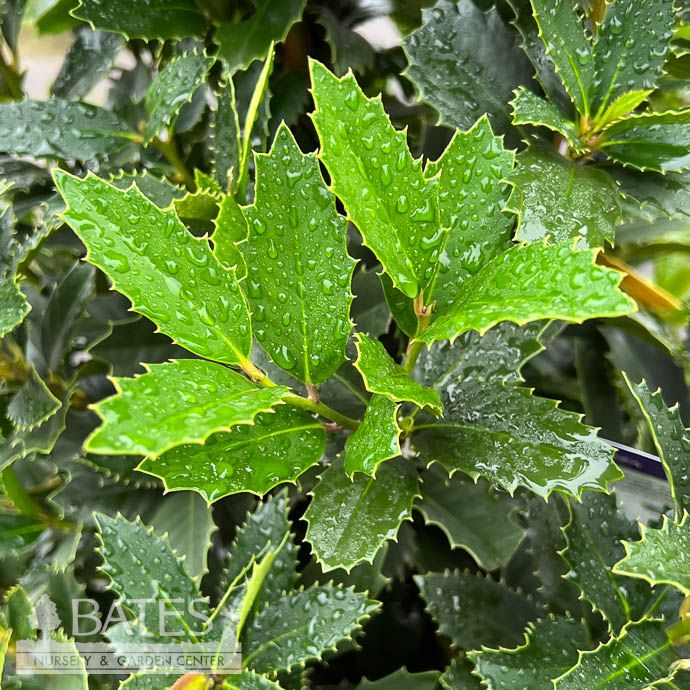 #15 Ilex x Grace/ Purple Holly