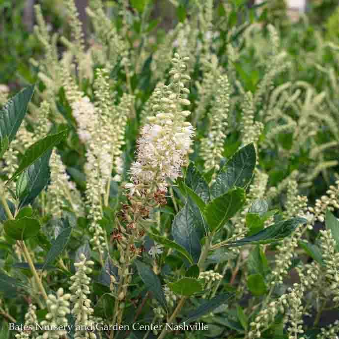 #5 Clethra alnifolia Hummingbird/ White Summersweet Native (TN)