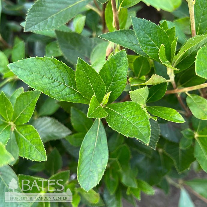 #5 Clethra alnifolia Hummingbird/ White Summersweet Native (TN)