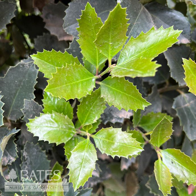 #7 Ilex x Monarch/ Purple Holly