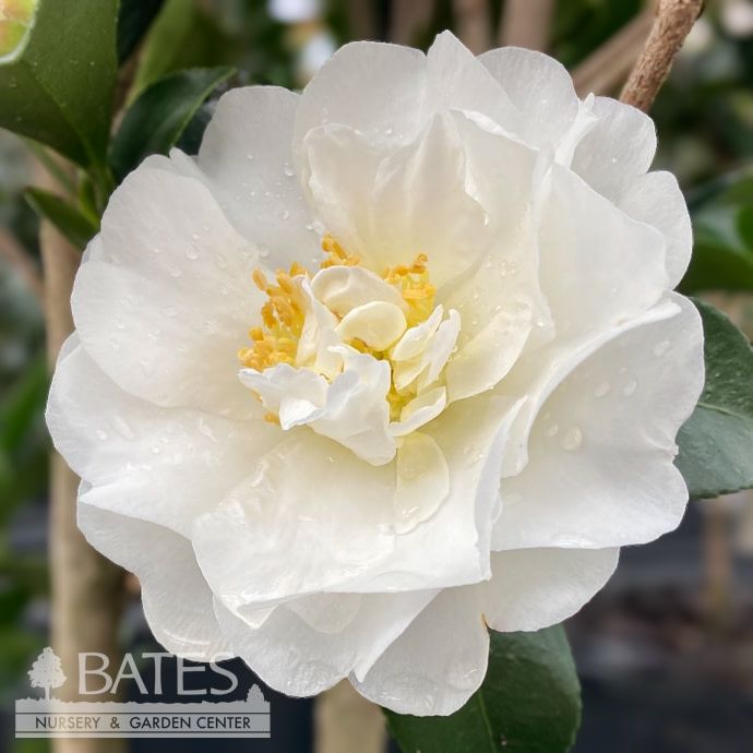 #3 Camellia sas Autumn Rocket/ White Double Columnar - No Warranty