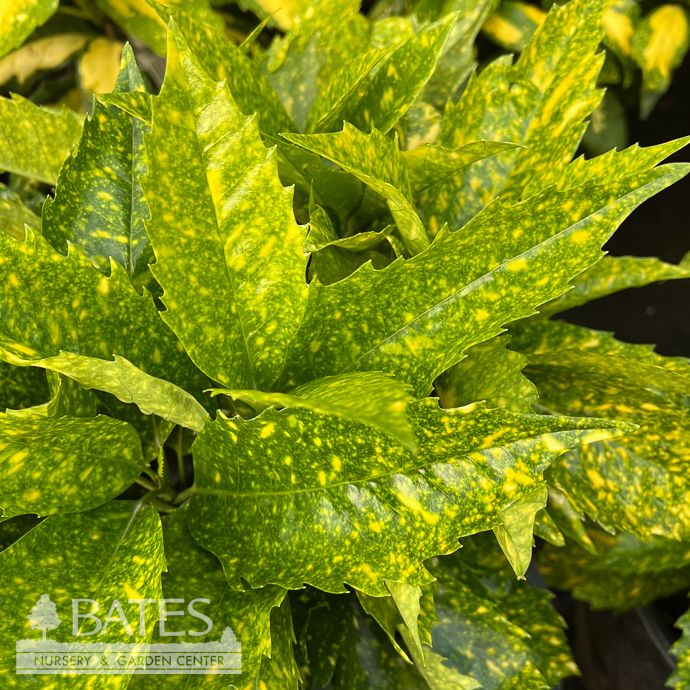 #3 Aucuba japonica Marmorata/ Variegated