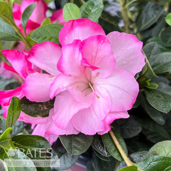 #3 Azalea x Encore Autumn Kiss/ Repeat Bicolor Pink