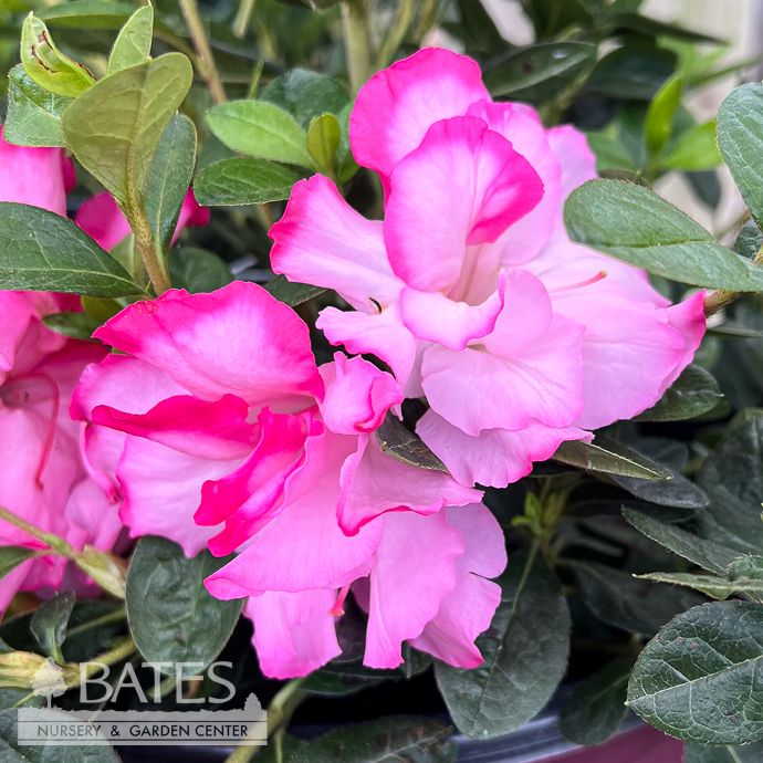 #3 Azalea x Encore Autumn Kiss/ Repeat Bicolor Pink