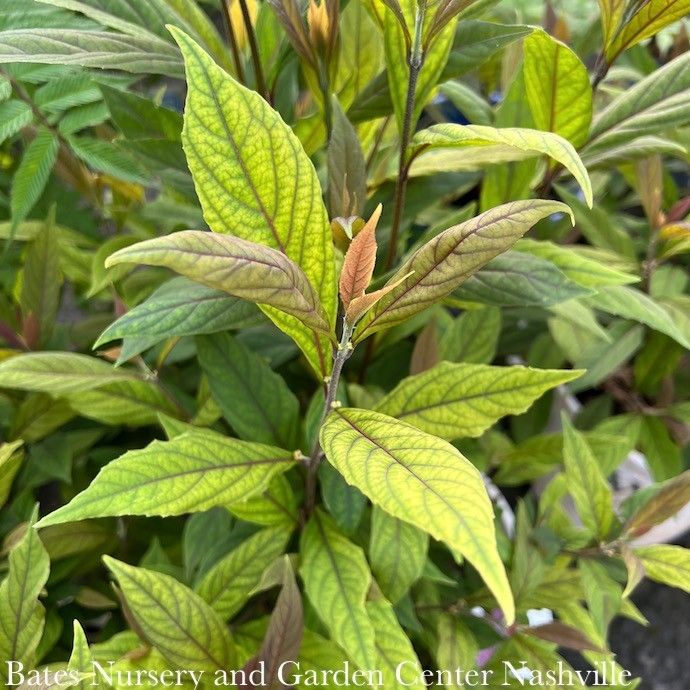 #3 Callicarpa x Pearl Glam/ Beautyberry