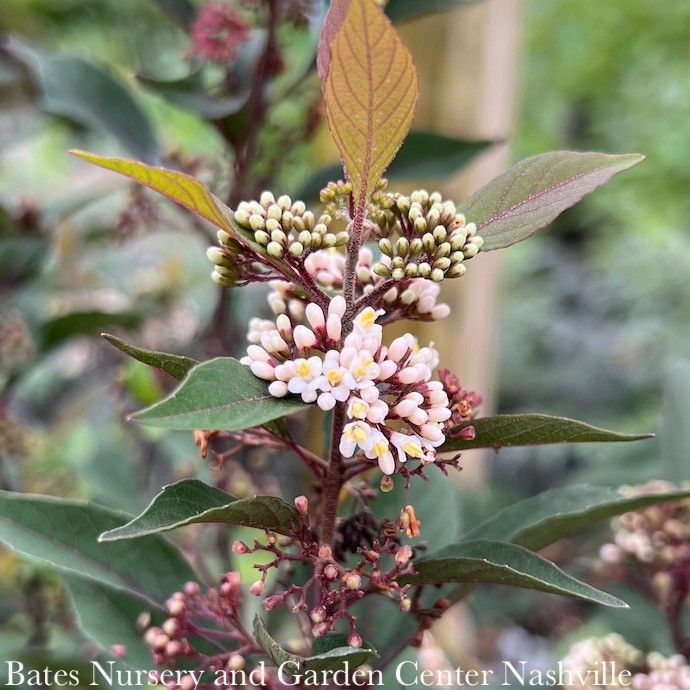#3 Callicarpa x Pearl Glam/ Beautyberry