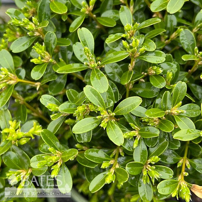 #1 Buxus NewGen Liberty Belle/ Boxwood