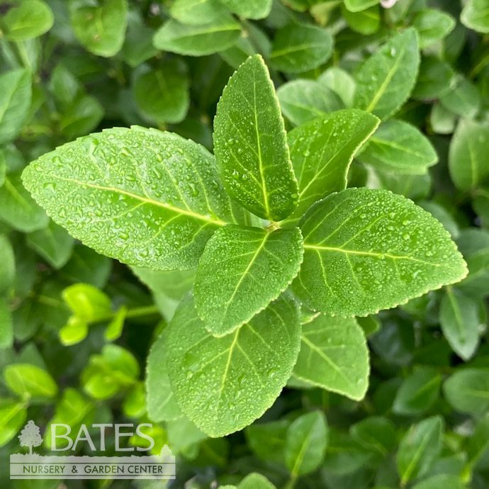 #10 Ladder Euonymus kiat Manhattan