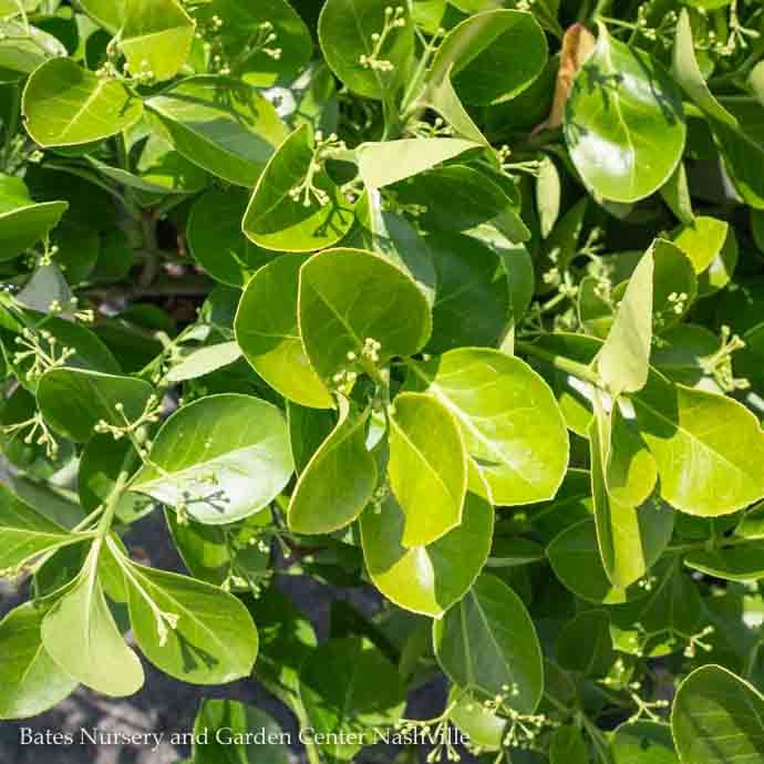 #10 Ladder Euonymus kiat Manhattan