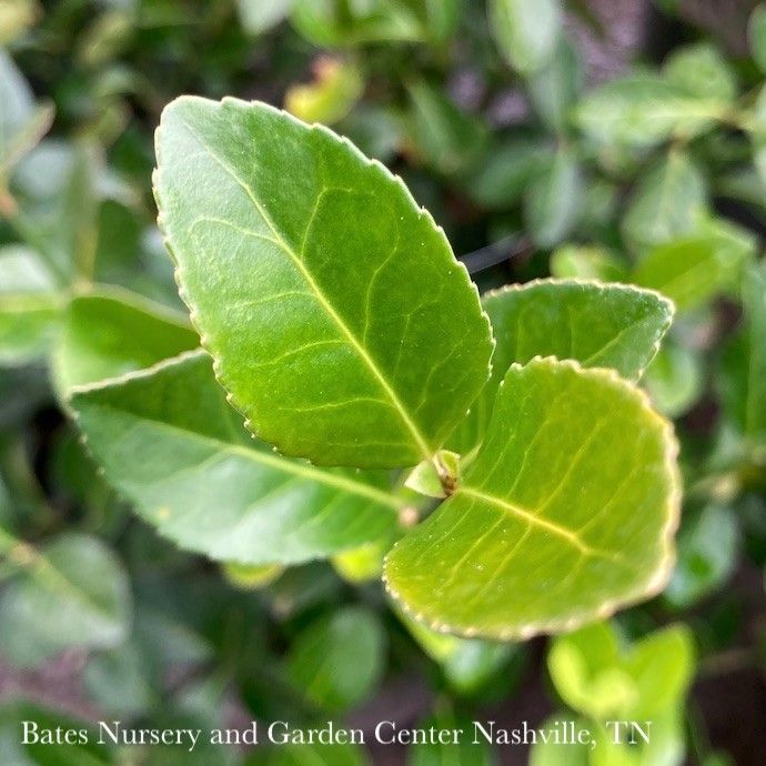 #10 Ladder Euonymus kiat Manhattan