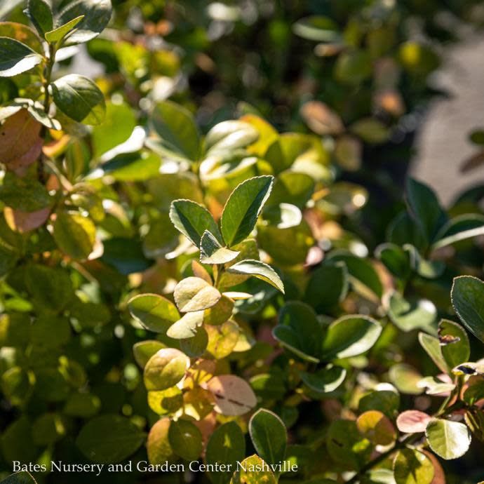 #10 Ladder Euonymus kiat Manhattan