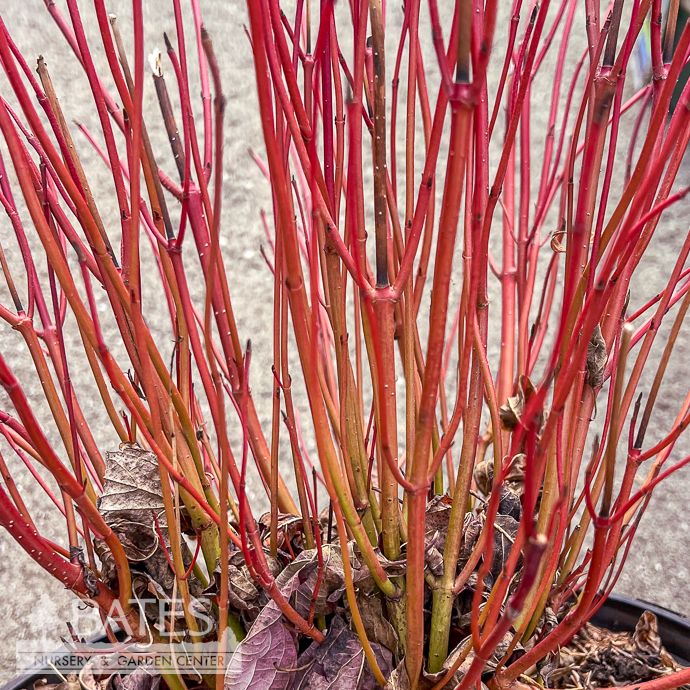 3 Cornus sericea Winter Spark/ Red Twig Dogwood Native (R)