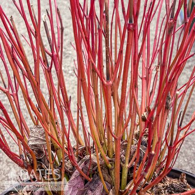 3 Cornus sericea Winter Spark/ Red Twig Dogwood Native (R)