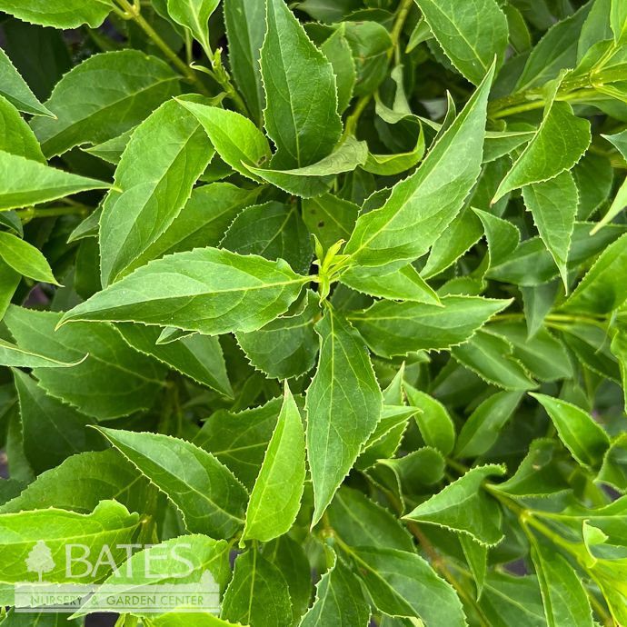 #3 Forsythia x FE Spring Fling