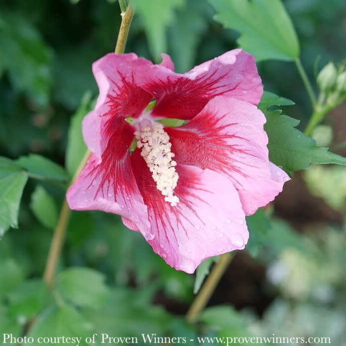 #3 Hibiscus syr PW Red Pillar/ Columnar Rose of Sharon/ Althea