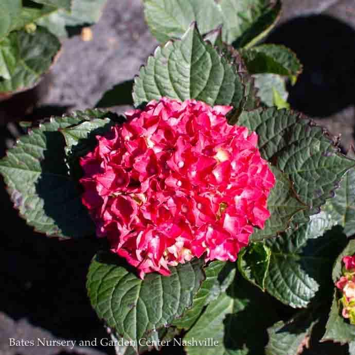 #3 Hydrangea mac SL Heart Throb/ Bigleaf/ Mophead