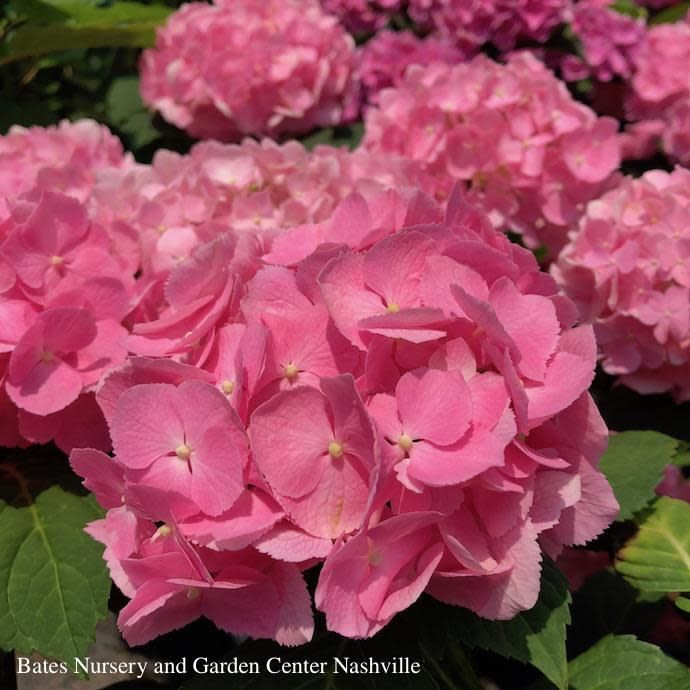 #3 Hydrangea mac PW Let's Dance 'Rhythmic Blue'/ Bigleaf/ Mophead Rebloom Blue to Pink
