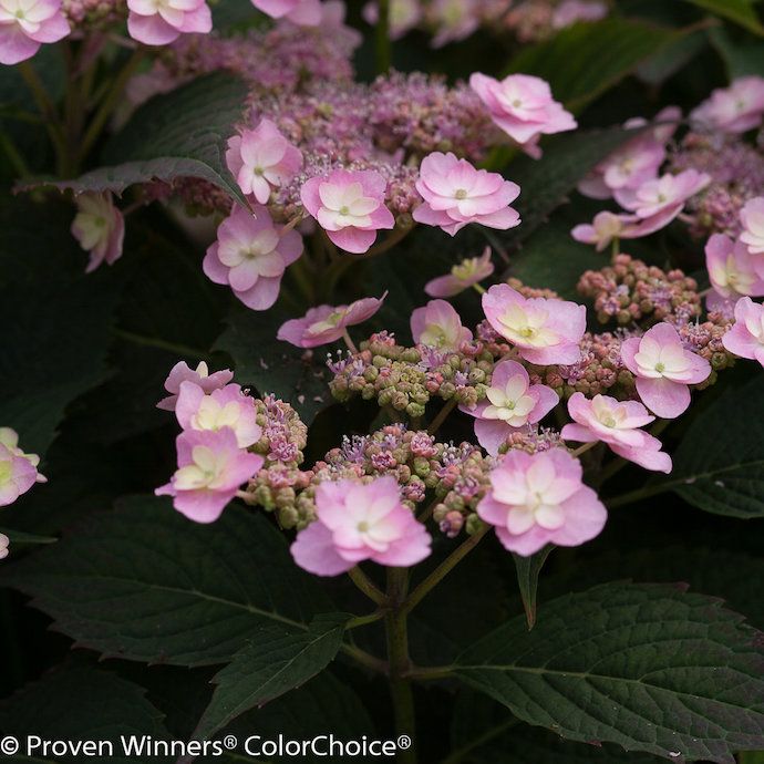 #3 Hydrangea serr PW TINY Tuff Stuff/ Mountain/ Dwarf Lacecap Rebloom Blue to Pink