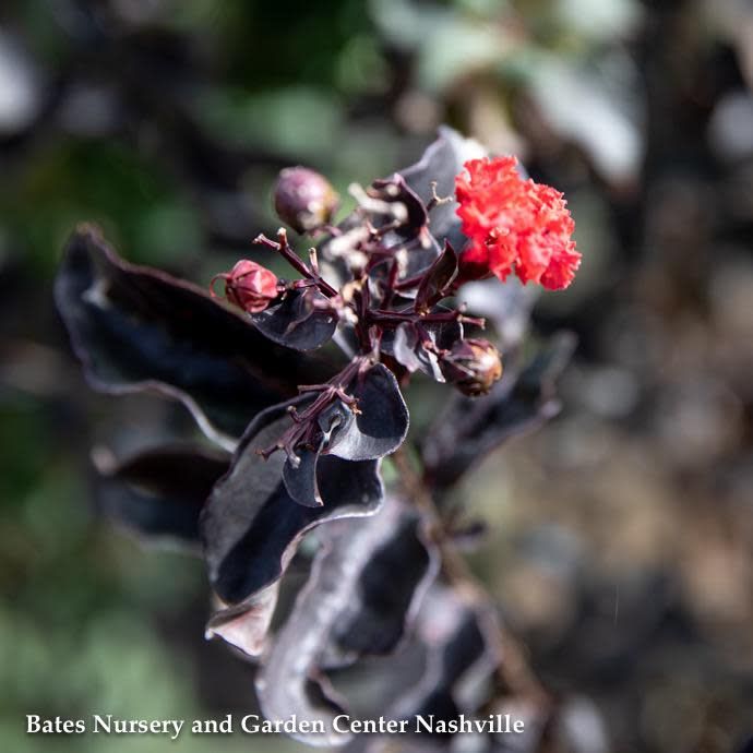 #3 Lagerstroemia x Thunderstruck 'Coral Boom'/ Dark Leaves Semi-dwarf Crape Myrtle