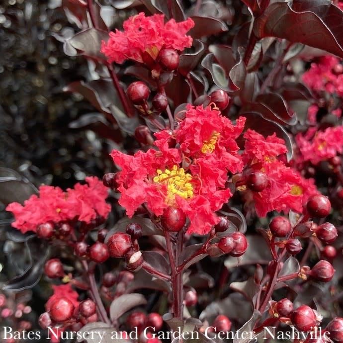 #3 Lagerstroemia Ebony Flame/ Dark-red Semi-dwarf Crape Myrtle