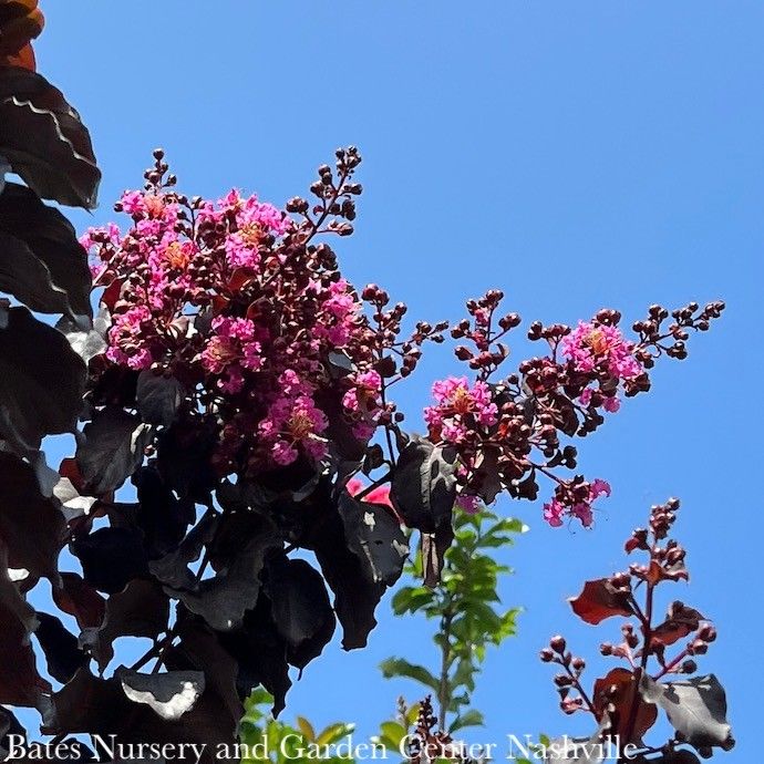 #7 Lagerstroemia x Thunderstruck 'Lavender SKIES'/ Dark Leaves Crape Myrtle