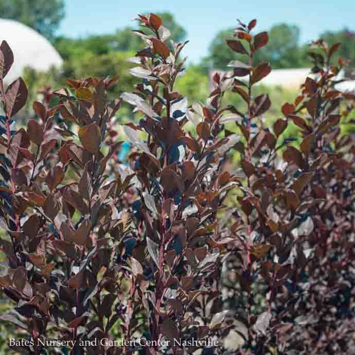 #3 Lagerstroemia x Thunderstruck 'White LIGHTNING'/ Dark Leaf Crape Myrtle