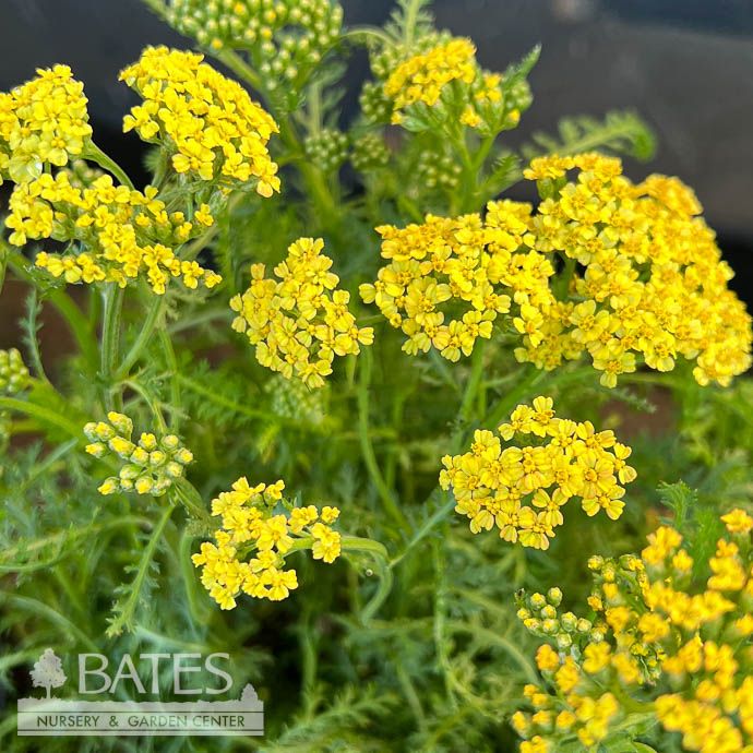 QP Achillea mill Sunny Seduction/ Yellow Yarrow Native (TN)