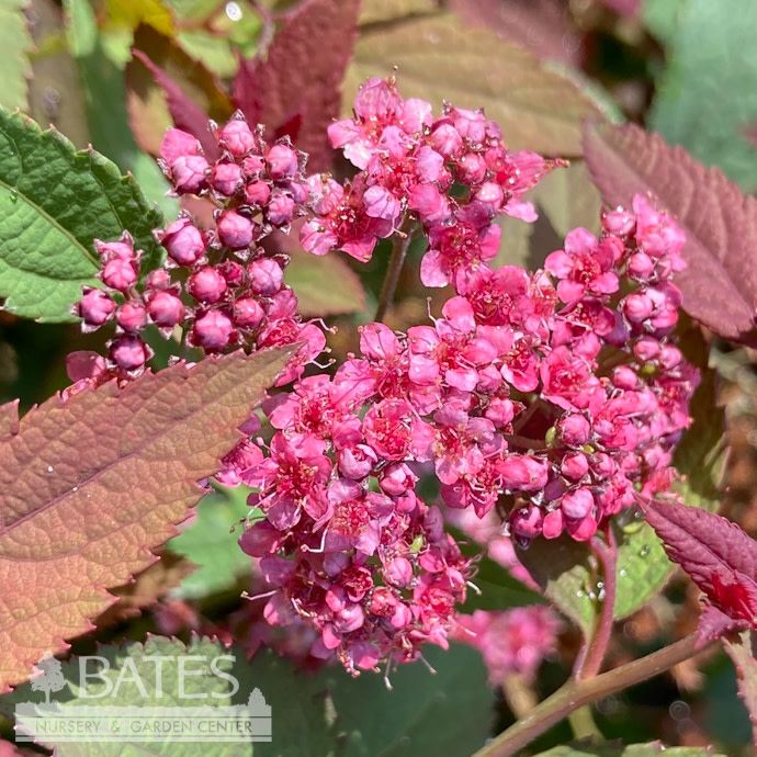 #3 Spiraea japonica PW Double Play 'Red'