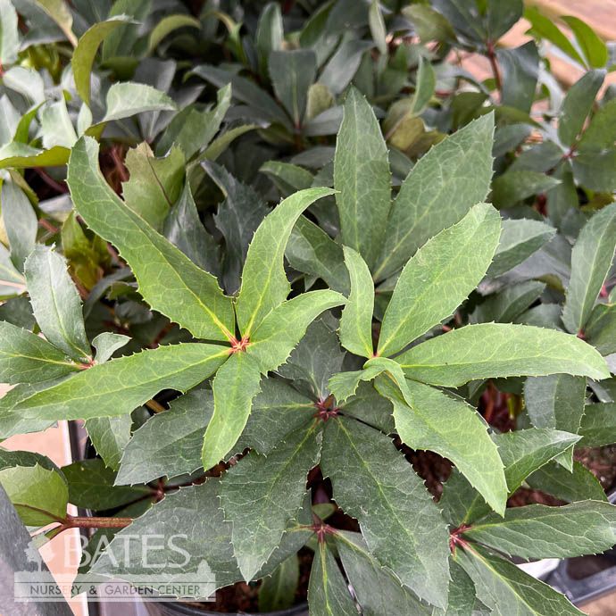 #1 Helleborus HGC Joker (Winter's Song)/ Lenten Rose